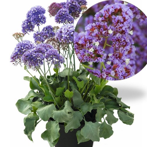 Limonium 'Purple Parachute' - Parkjuur 'Purple Parachute' P9/0,55L
